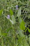 Pickerelweed